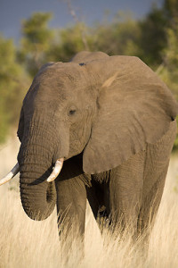 (ALL RIGHTS) Elephant in Meru, Kenya, Africa © Kenneth K. Coe